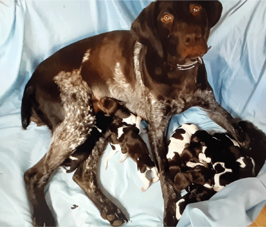 Colorado German Shorthair Puppies