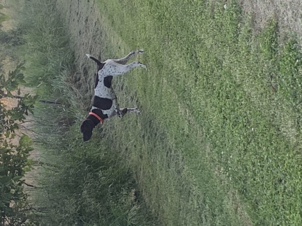 Black Forest German Shorthair Rev